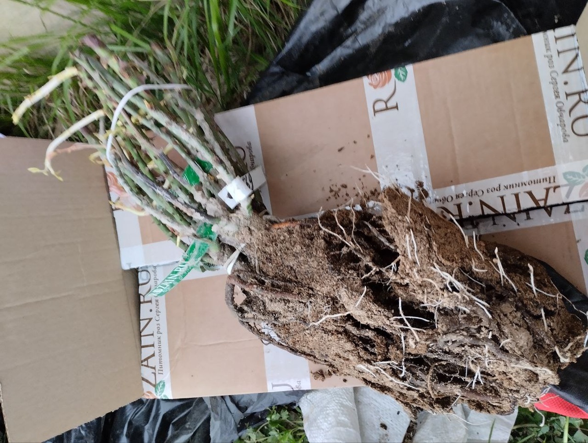 Сильные саженцы с хорошо развитой корневой системой