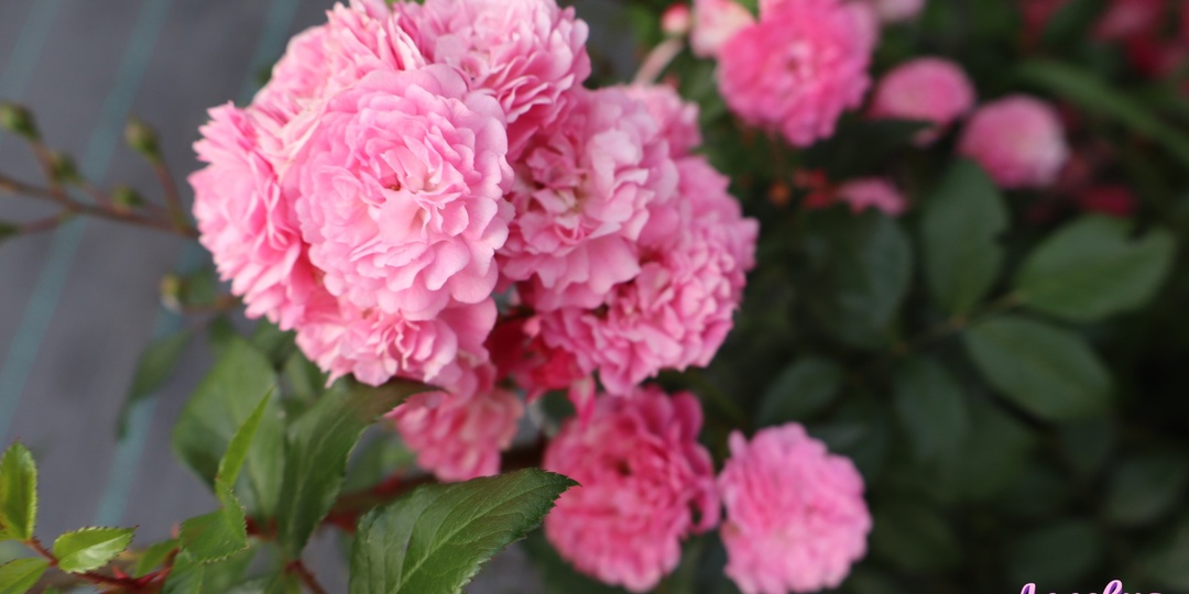 Аллевия — удивительная солнечная роза для юга и не только!