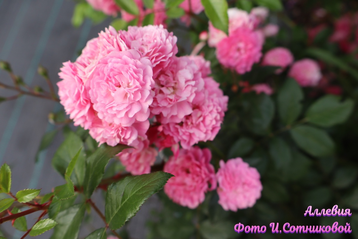 Листайте вправо, много фото в галерее