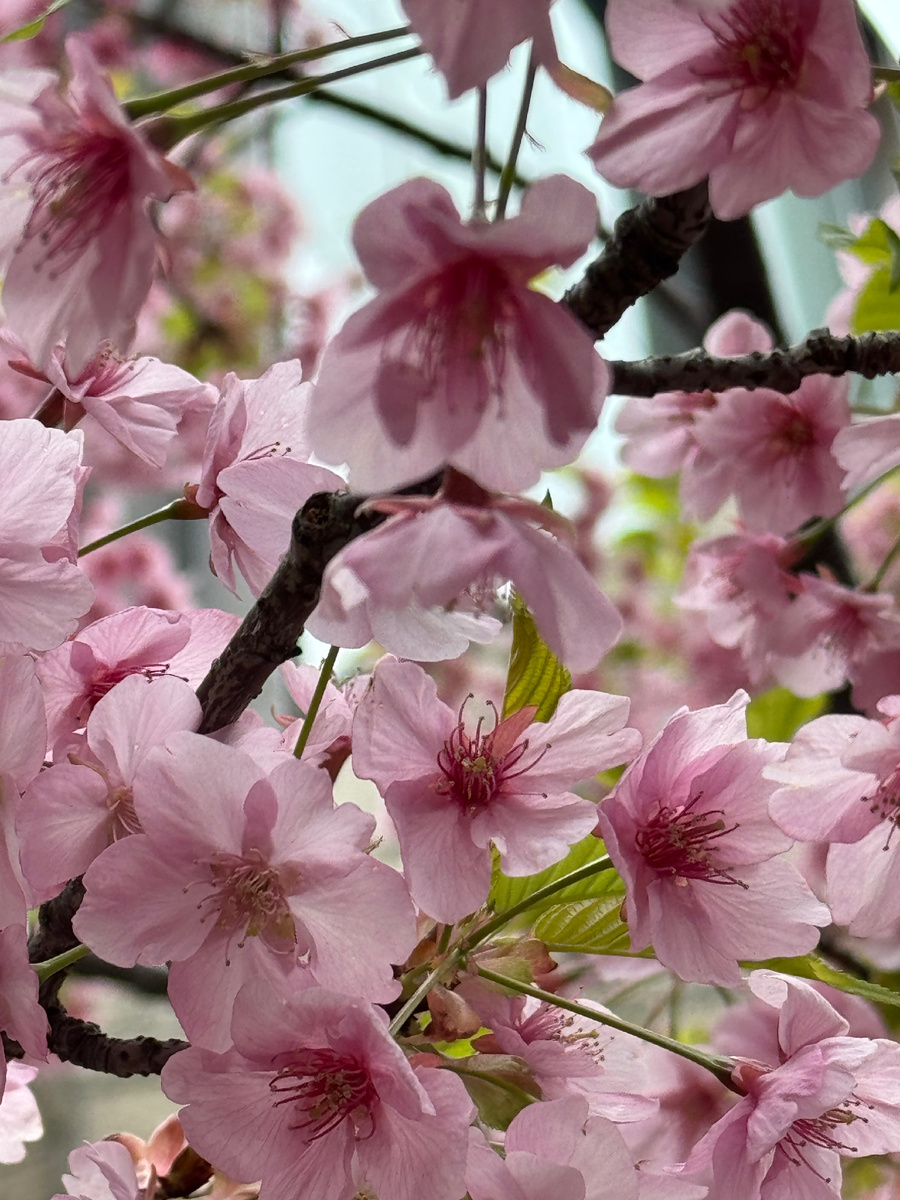 Сакура в цвету. Фото автора. Токио
