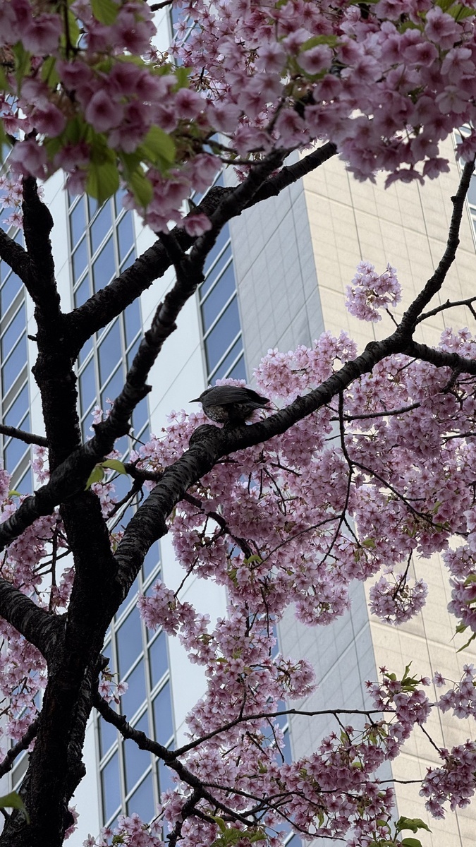 Птицы любят красоту. Токио. Фото автора