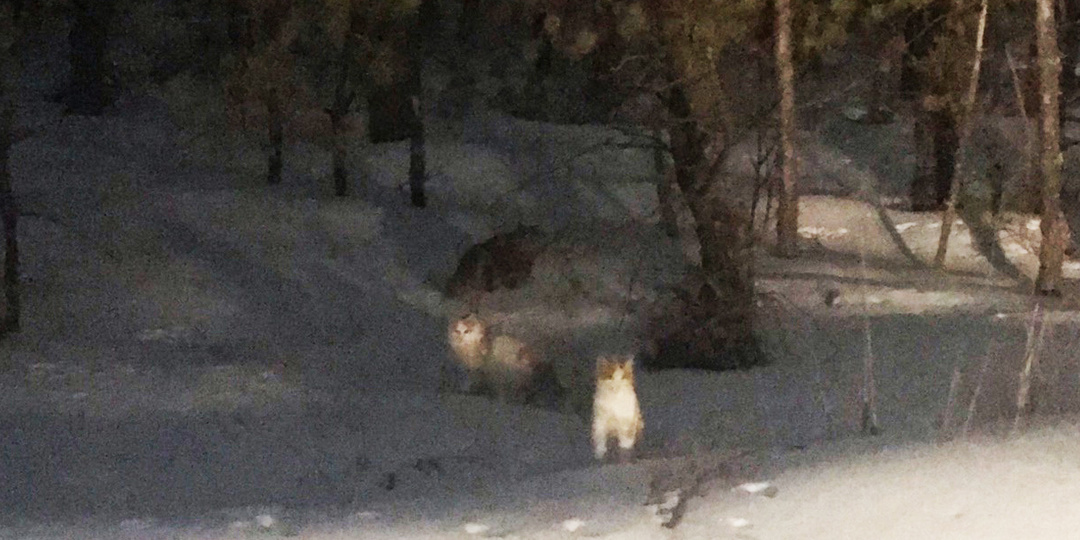 Неожиданная встреча поздно вечером в лесу. Кого удалось поймать.