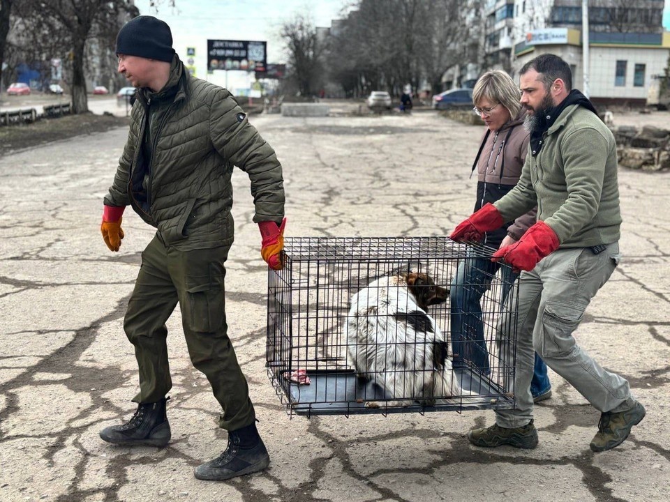    В Первомайске прошла акция по стерилизации бездомных животных. Фото: ТГ-канал Сергея Колягина