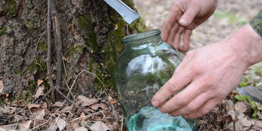 Самогон из берёзового сока: вкус традиций!