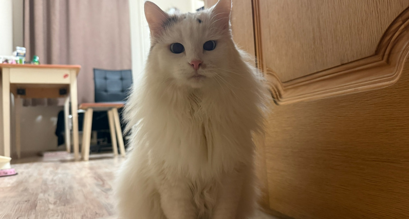    Фото: progorod43.ru