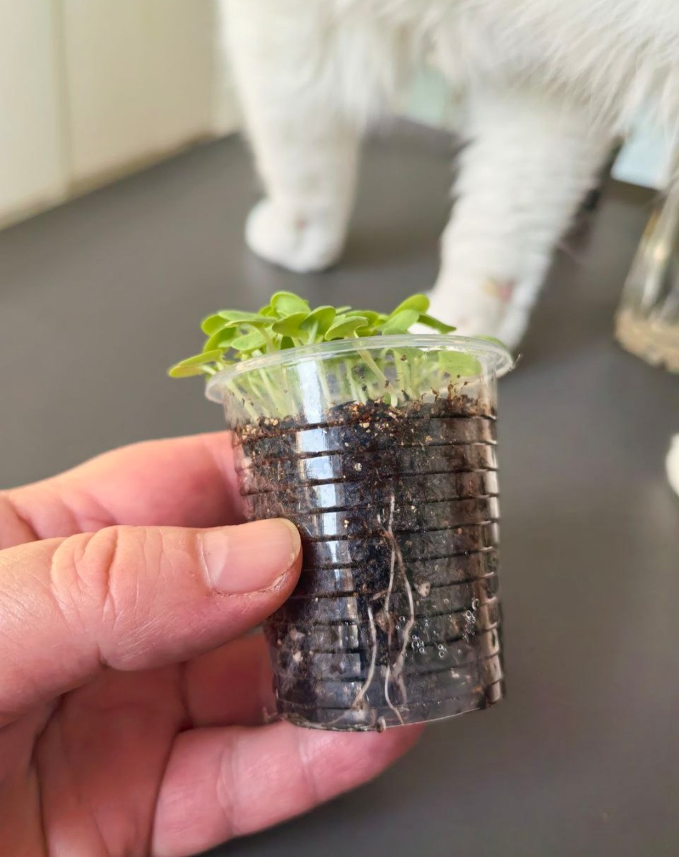 Рассада под пикировку: сальвия хорминумовая