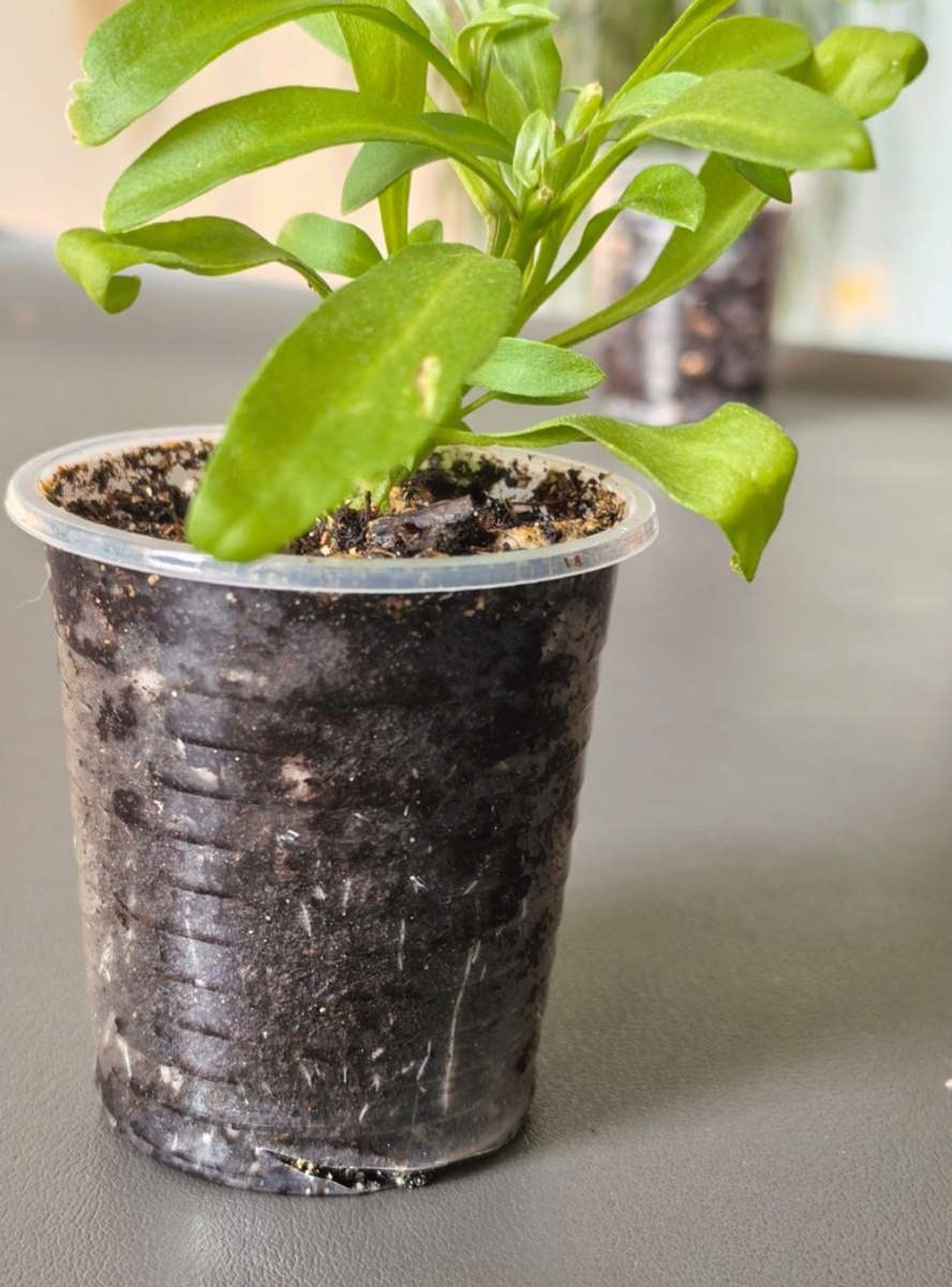 Рассада для перевалки: укорененный черенок вегетативного алиссума (лобулярии) 