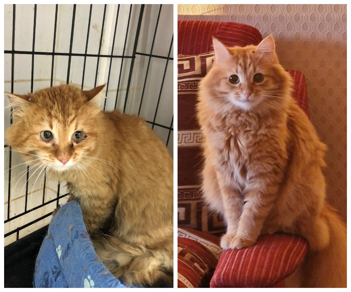 Пунш – выпускник приюта.