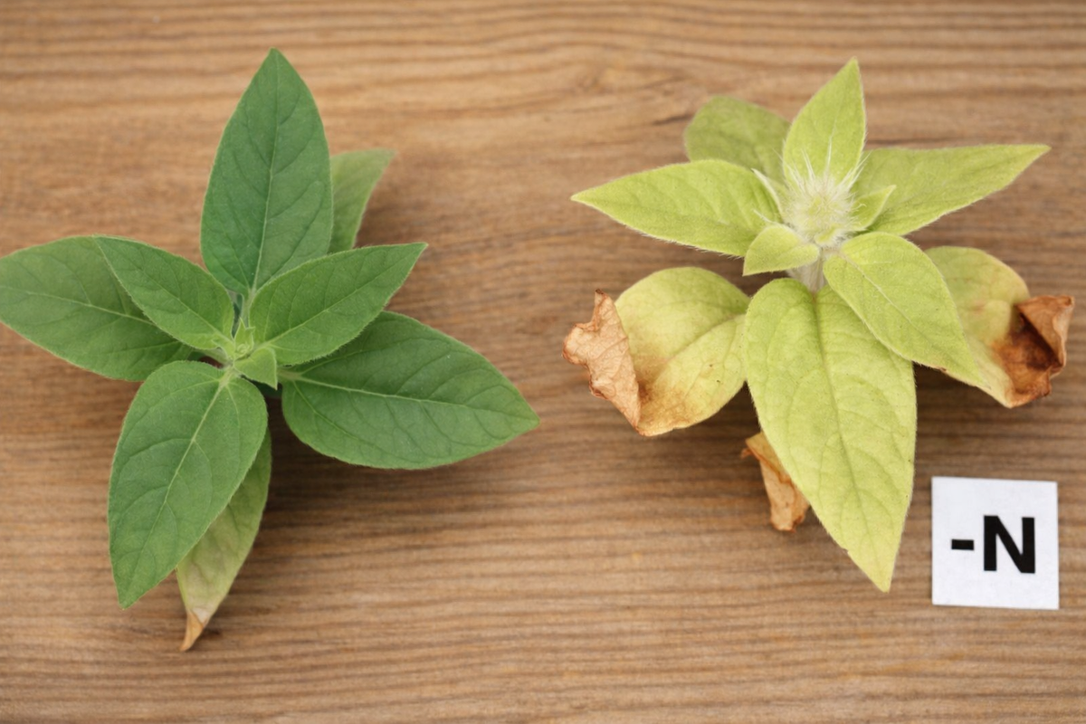 Недостаток азота у растения