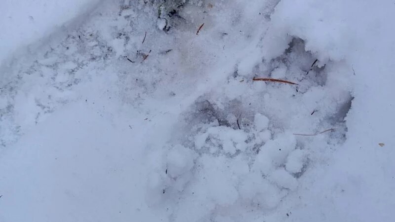     Следы бурого медведя Алтайский биосферный заповедник