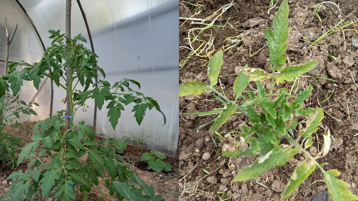 Слева опрыскивание янтарной кислотой, справа полив под корень. Один возраст, одинаковый уход