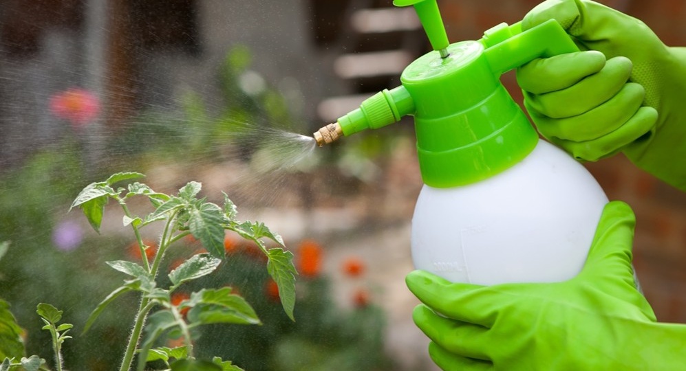 Опрыскиваю янтарной кислотой, а не поливаю. Разница в 2 раза