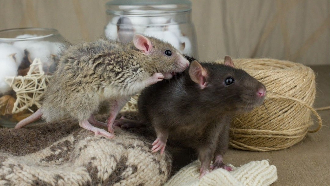    Фото: Авито, питомник карликовых крыс "Сибирский Эльф"