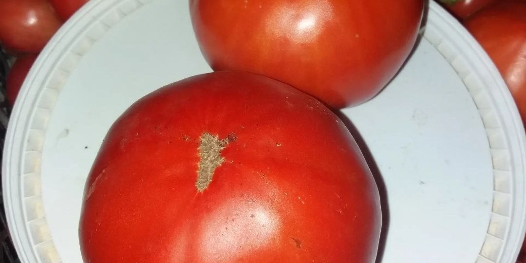 На рассаду в этом сезоне будут салатные томаты - Красный гигант Немецкая земляника оранжевая