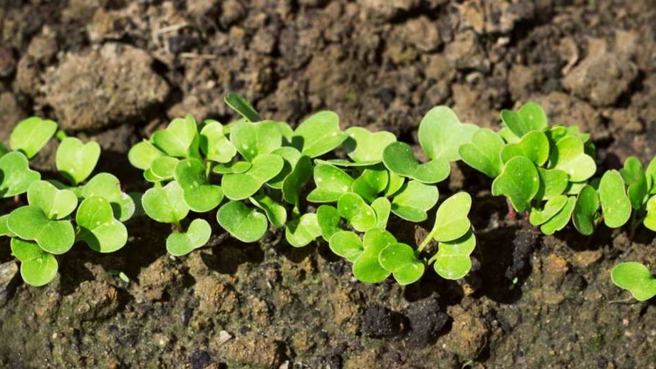 Ранняя редиска всходила 12 дней. Уплотнил почву — взошла за 4