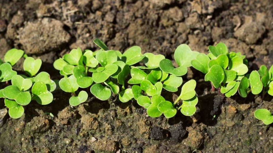 Так выглядит редиска через 4 дня после посева с уплотнением почвы