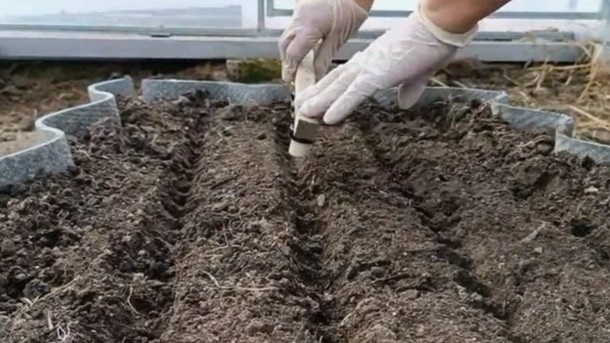 Посев редиса