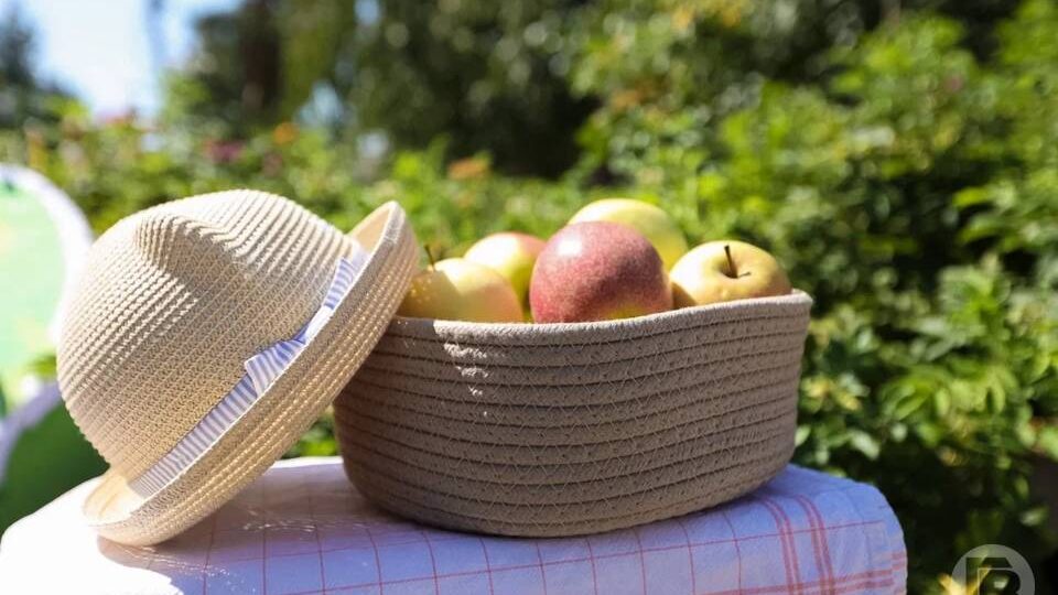 Волгоградским дачникам назвали дату высадки рассады в грунт