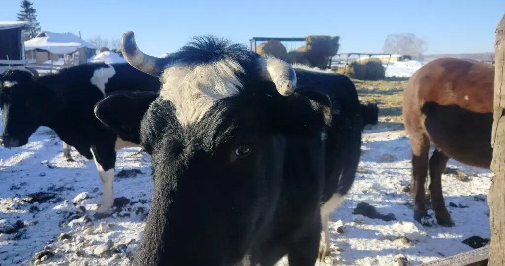 Собственникам ЛПХ оформляют первые компенсационные выплаты за изъятых сельскохозяйственных животных