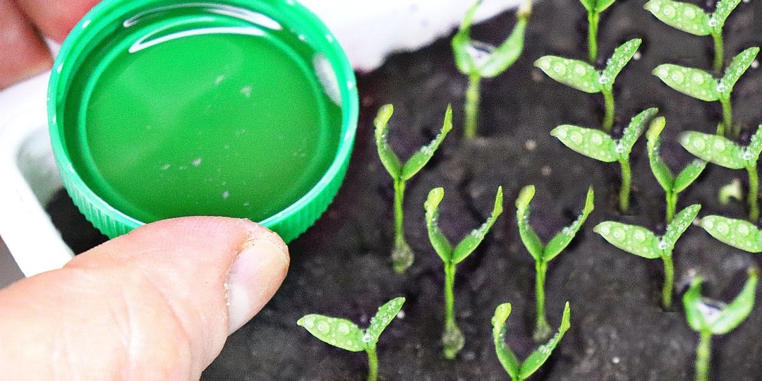 Первая подкормка рассады перца и томатов. Чем полить до пикировки?