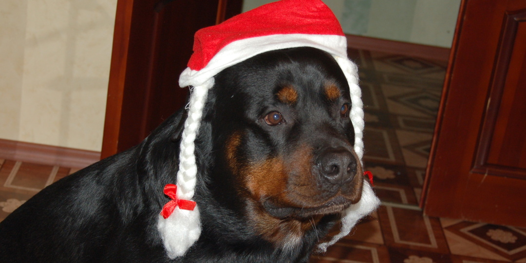 Новогодние хлопушки... выстрел в нос. Прогулки с ротвейлером.