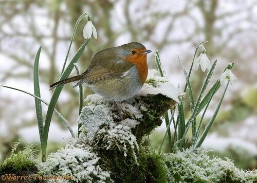 На пенсии в дерене. Вот что вам я скажу. Готовлю белковый салат с кальмарами