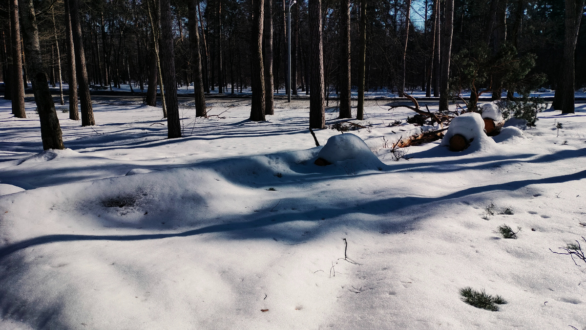 Упавшая сосна, засыпанная снегом