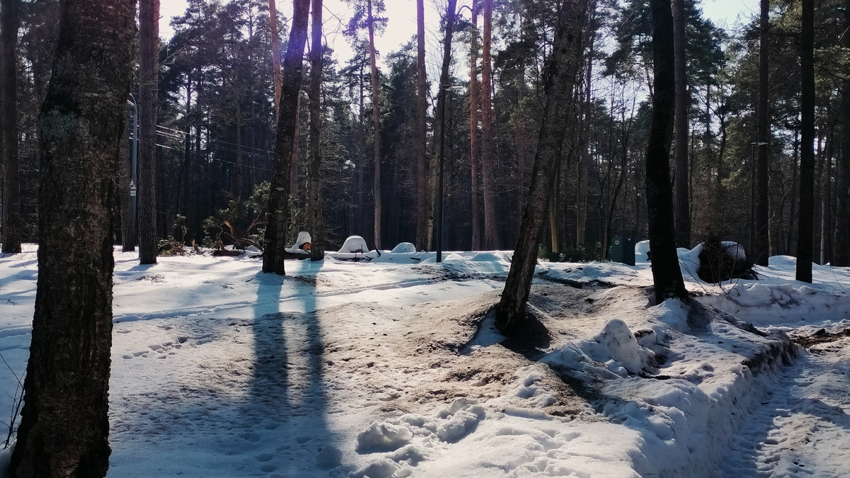 Ещё одна упавшая, и уже распиленная сосна. Вид от дорожки