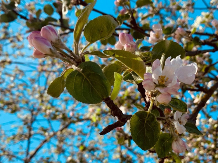     Фото: "МК в Калуге"
