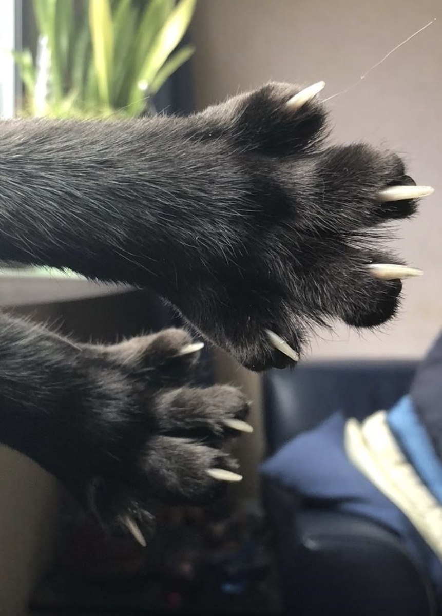 Поблагодарим котеночка за наглядную демонстрацию! 