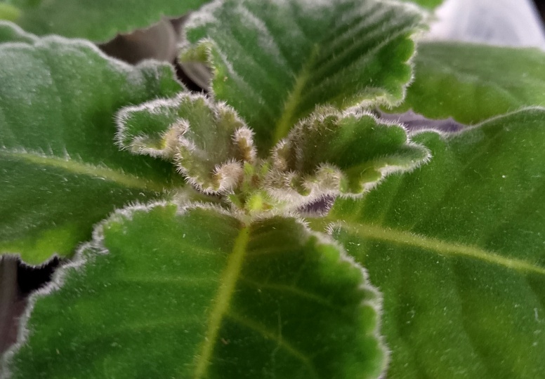 Глоксиния: уход за растением до закладки бутонов