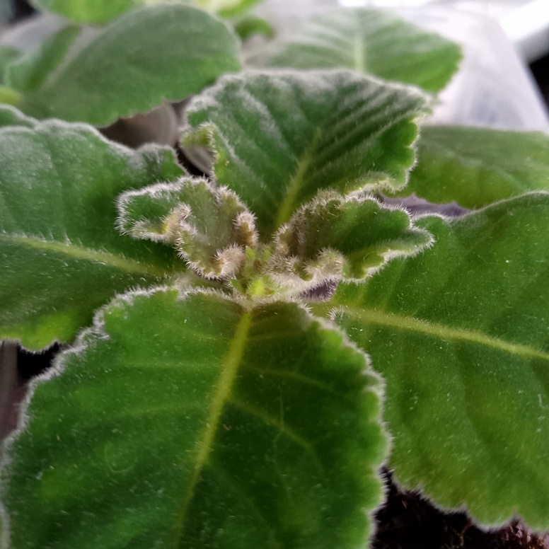 Правильные условия и бутоны уже начнут закладываться на третий месяц от прорастания клубня