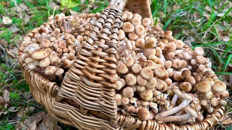     Грибы Страница во Вконтакте «Грибы и Грибники Алтайского края»