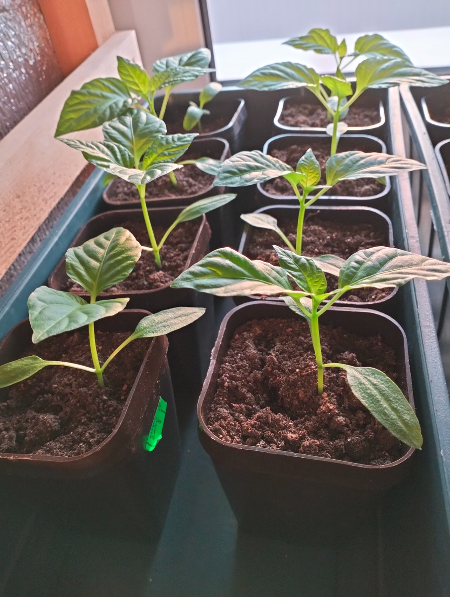 Семена моих сладких перцев