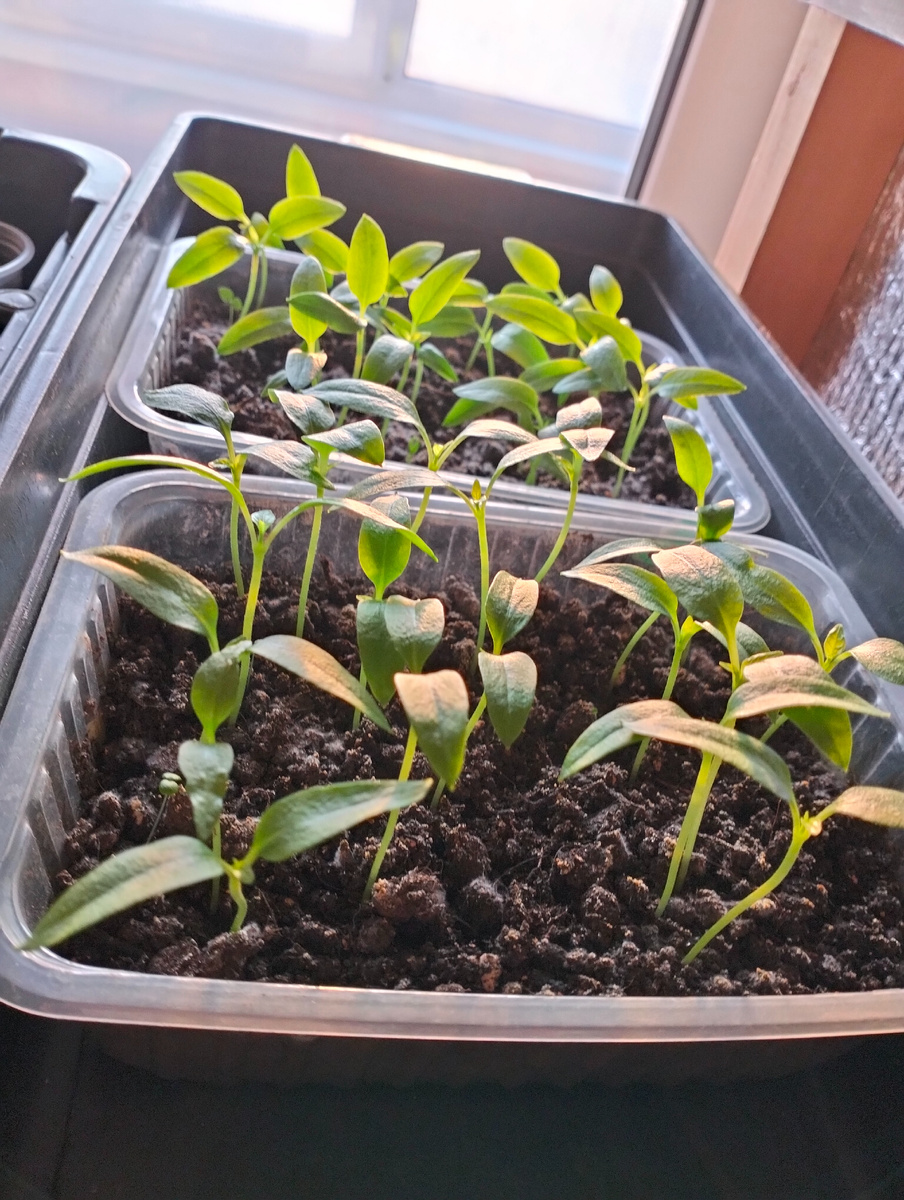 Семена из магазинного красного сладкого перца. Просто разрезала перец на салат и вынула семена. 