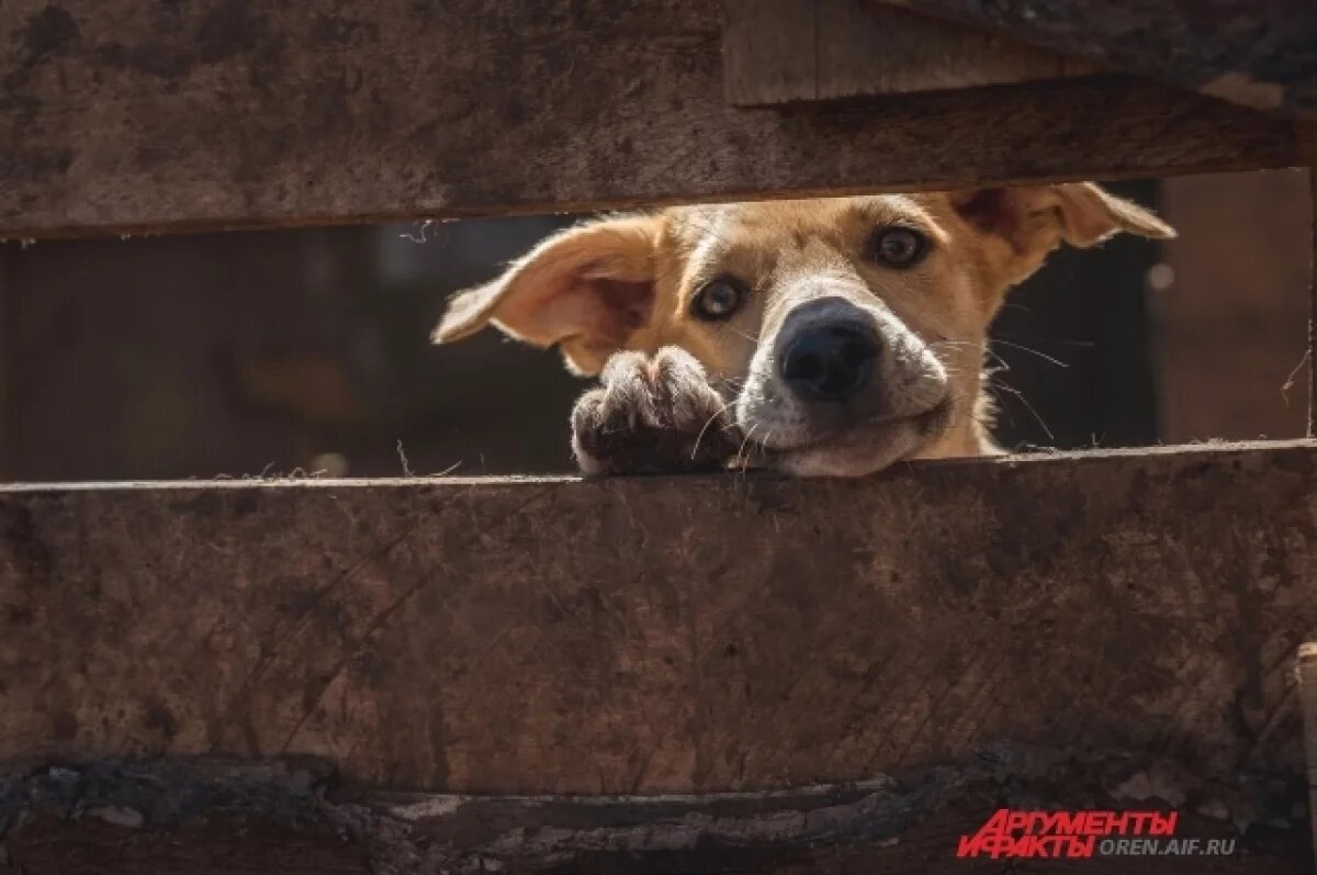    Жительница Оренбурга добилась реакции главы СКР на проблему бродячих псов