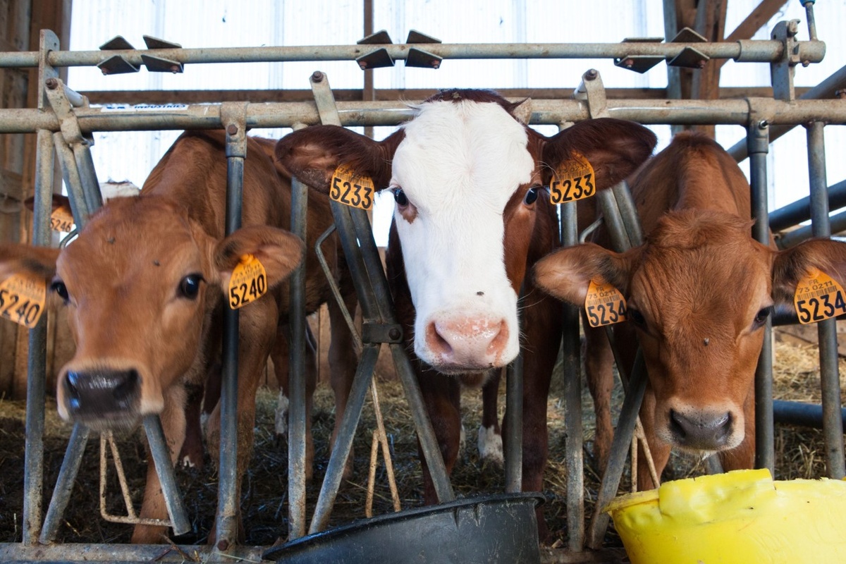    Фото: freepik. com