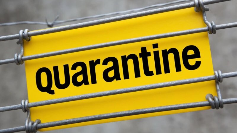     Карантин. Нейросети