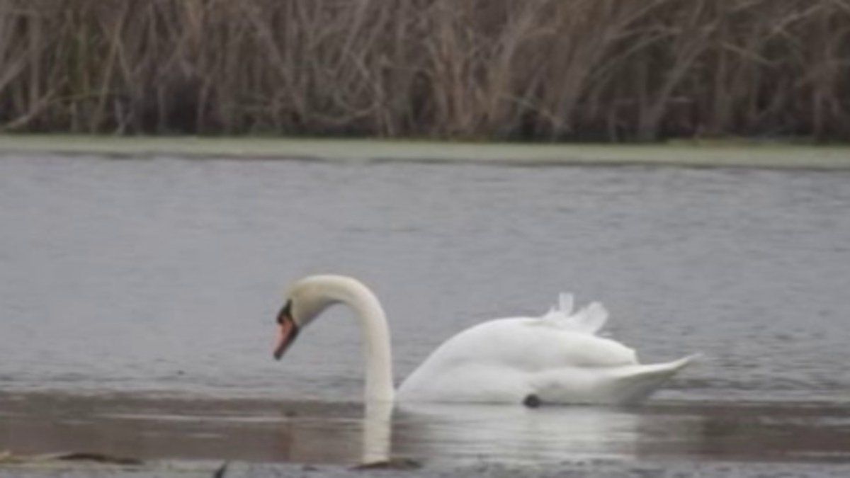    Орнитологи-любители области этой зимой насчитали 113 видов пернатых