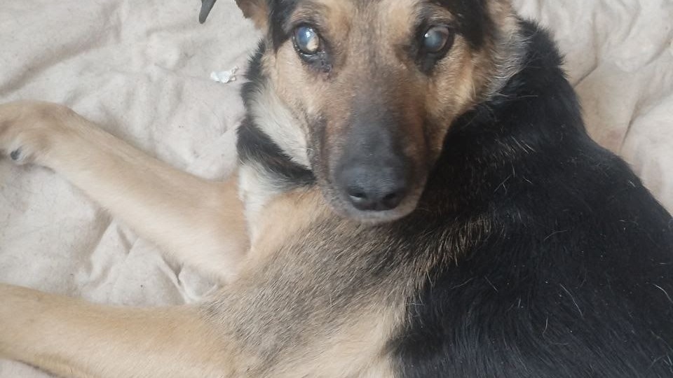 🐾 Нужна помощь: старичок и инвалид ждёт заботы 🙏