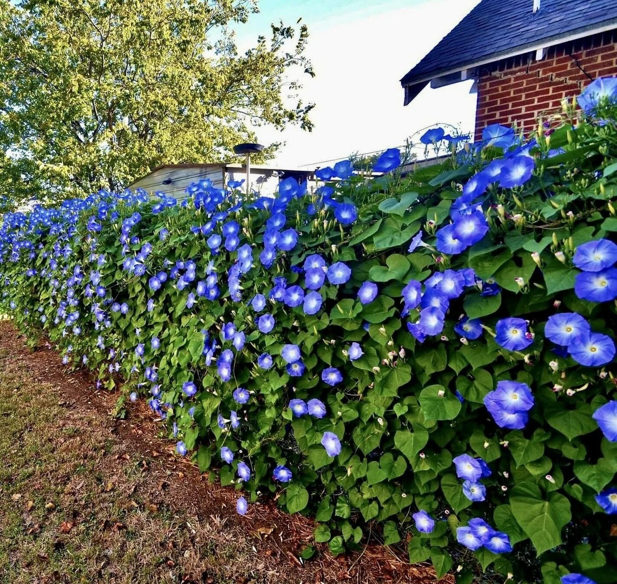 Фото с сайта: https://lawnholic.com/what-to-plant-along-the-fence-line/