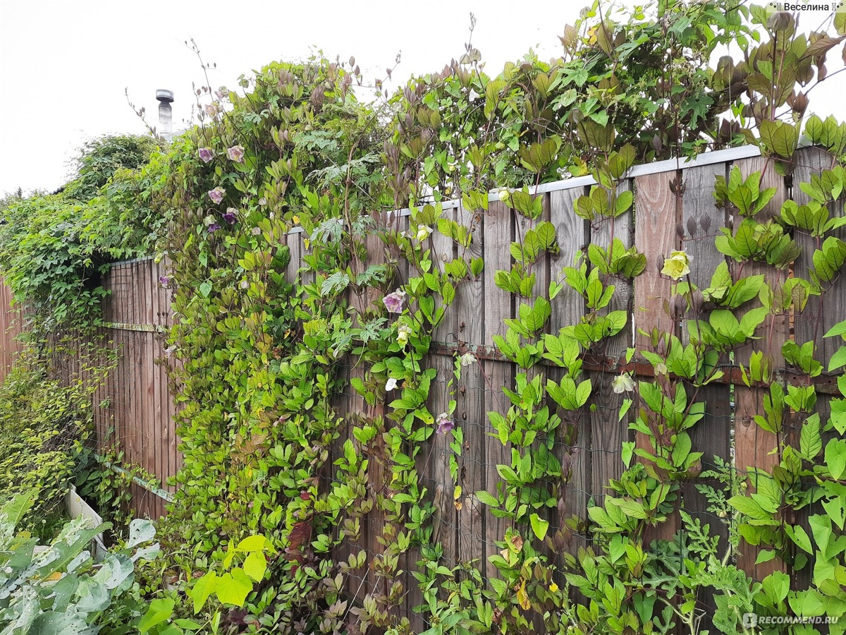 Фото с сайта: https://irecommend.ru/content/interesnaya-alternativa-privychnym-vyunkam-na-zabore-krasivye-kolokolchiki-do-samykh-kholodo
