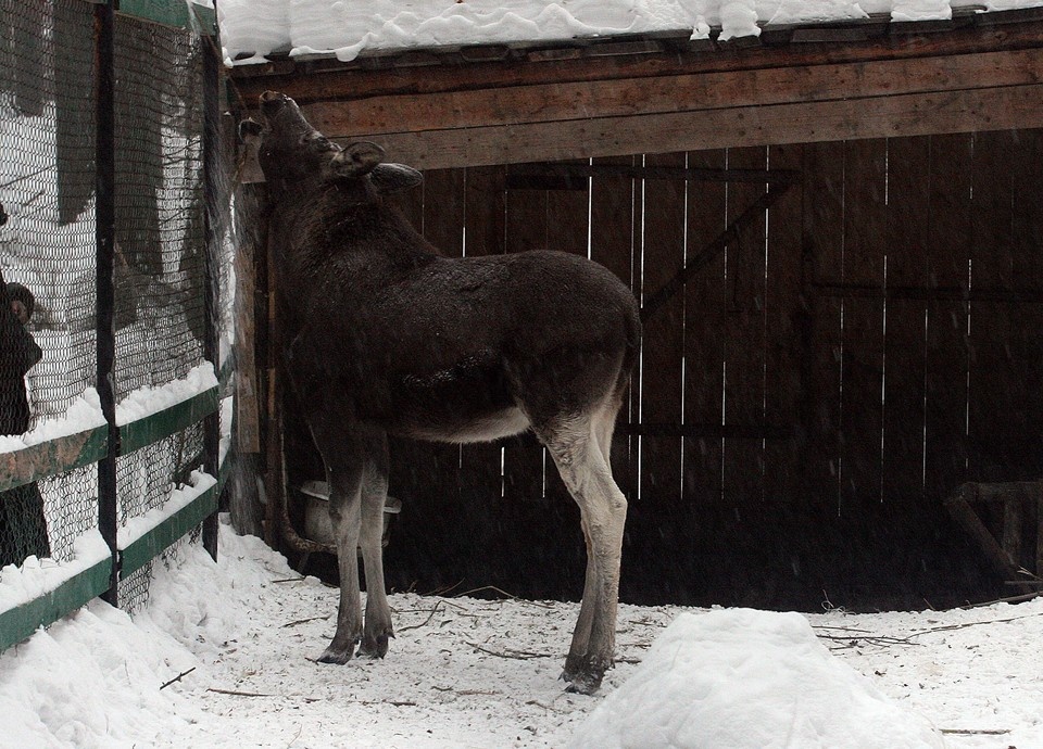    Сохатый питается молодой порослью и свободно перемещается по населенному пункту Георгий КОПЫТИН