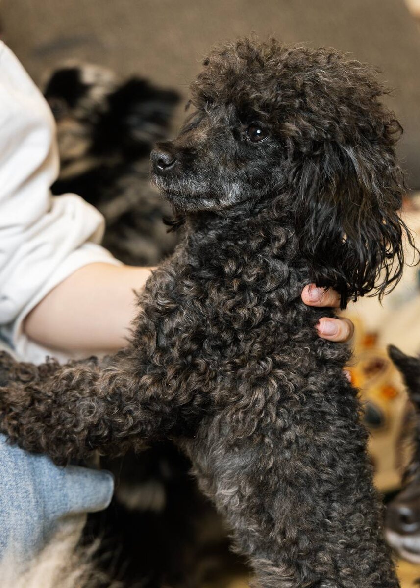 Палермо ищет дом. Маленькая собачка из приюта Домик Мелкашей