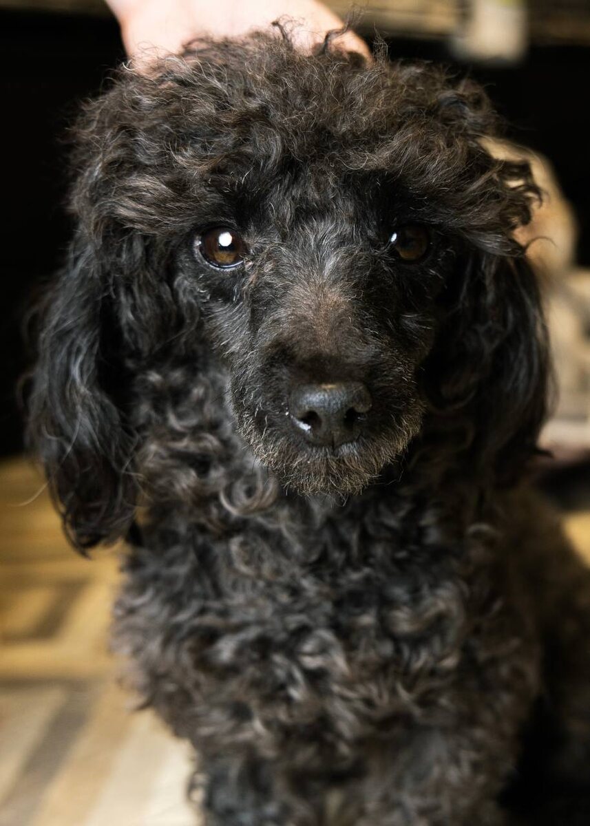 Палермо ищет дом. Маленькая собачка из приюта Домик Мелкашей