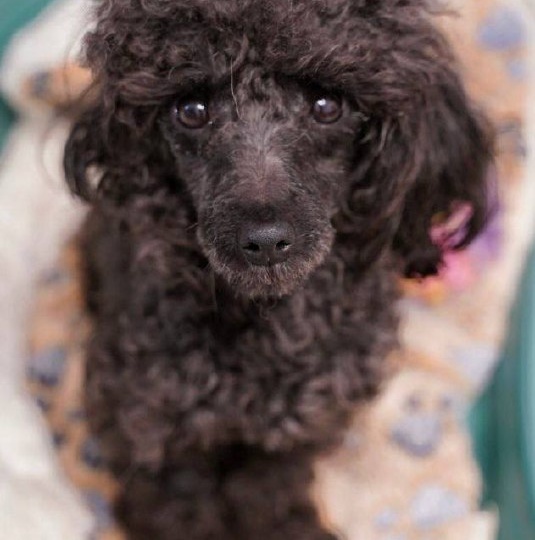 Палермо ищет дом! Малыш само очарование и нежность. Забирайте скорее хвостика в семью ❤️