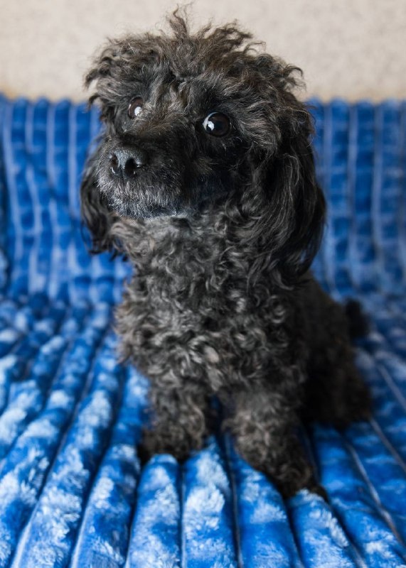 Палермо ищет дом. Маленькая собачка из приюта Домик Мелкашей