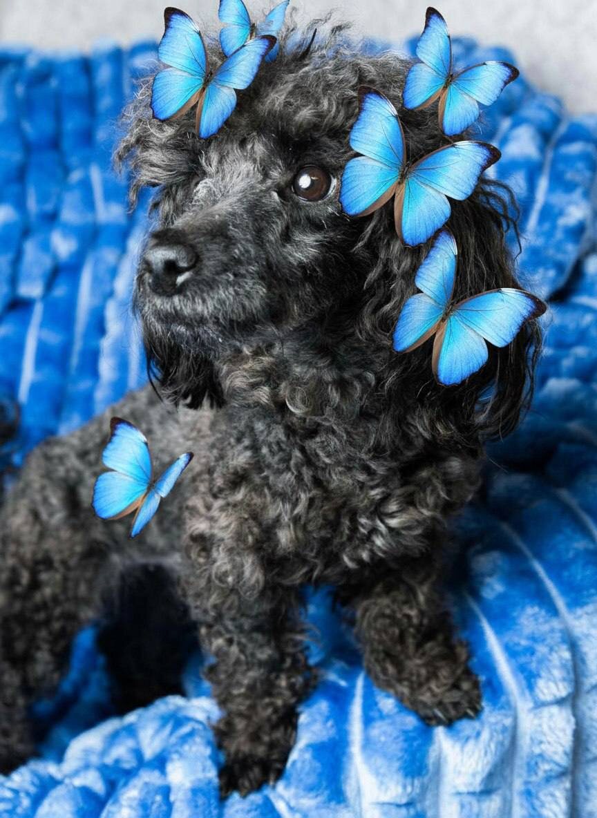 Палермо ищет дом. Маленькая собачка из приюта Домик Мелкашей