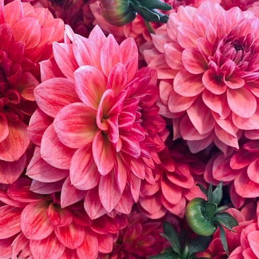    Какие цветы самые красивые Кристина Борунова