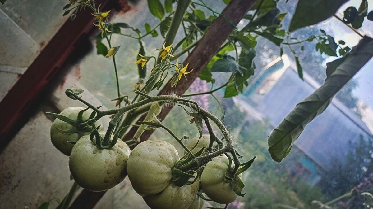    С балконного огорода ростовчане могут получить до 10 килограмм урожая за сезон   1MI